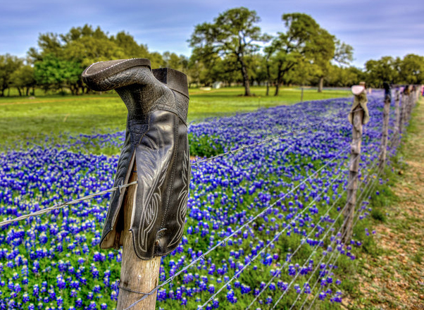 The Perfect Texas Hill Country Wildflower Day Trip