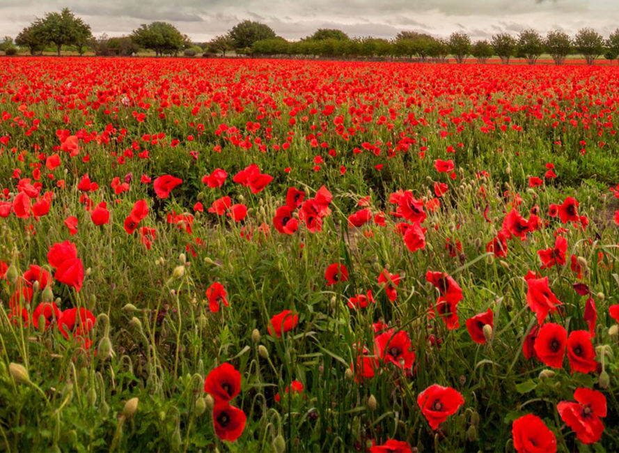 The Perfect Texas Hill Country Wildflower Day Trip