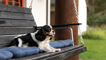 Caussey's Corner: I’ve Been Bitten! Honeysuckle, Bees, and a Young Lady