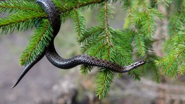 Do You Know What to Do When You See a Snake? A Slithery Primer