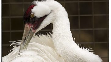 Pandemic Lessens Number of Young Whooping Cranes for Fall Release