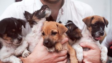 These Inspiring Animal Rescues Will Tug at Your Heartstrings