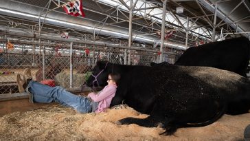 The Big Tex Youth Livestock Market Schedule has Been Revised