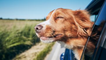Road Trip with Your Dog to These Pet-Friendly Spots