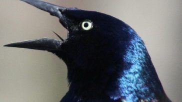 Viral Video: Grackles Invade a Wal-Mart Parking Lot in Texas