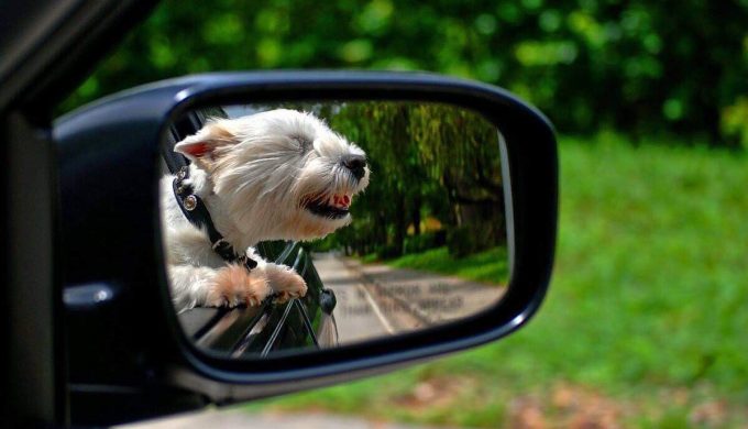Road Trip with Your Dog to These Pet-Friendly Spots