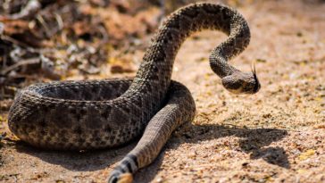 Snake Sightings Expected to Spike in Texas This Summer
