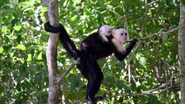 Have You Witnessed a Monkey Lurking in These Texas Woods?