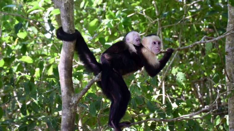 Have You Witnessed a Monkey Lurking in These Texas Woods?