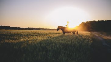 Houston's Buffalo Soldier National Museum is Thoughtful and Inspiring