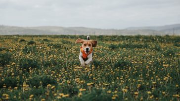 Fido Finder: A Texas Company Working Miracles for Family Pets