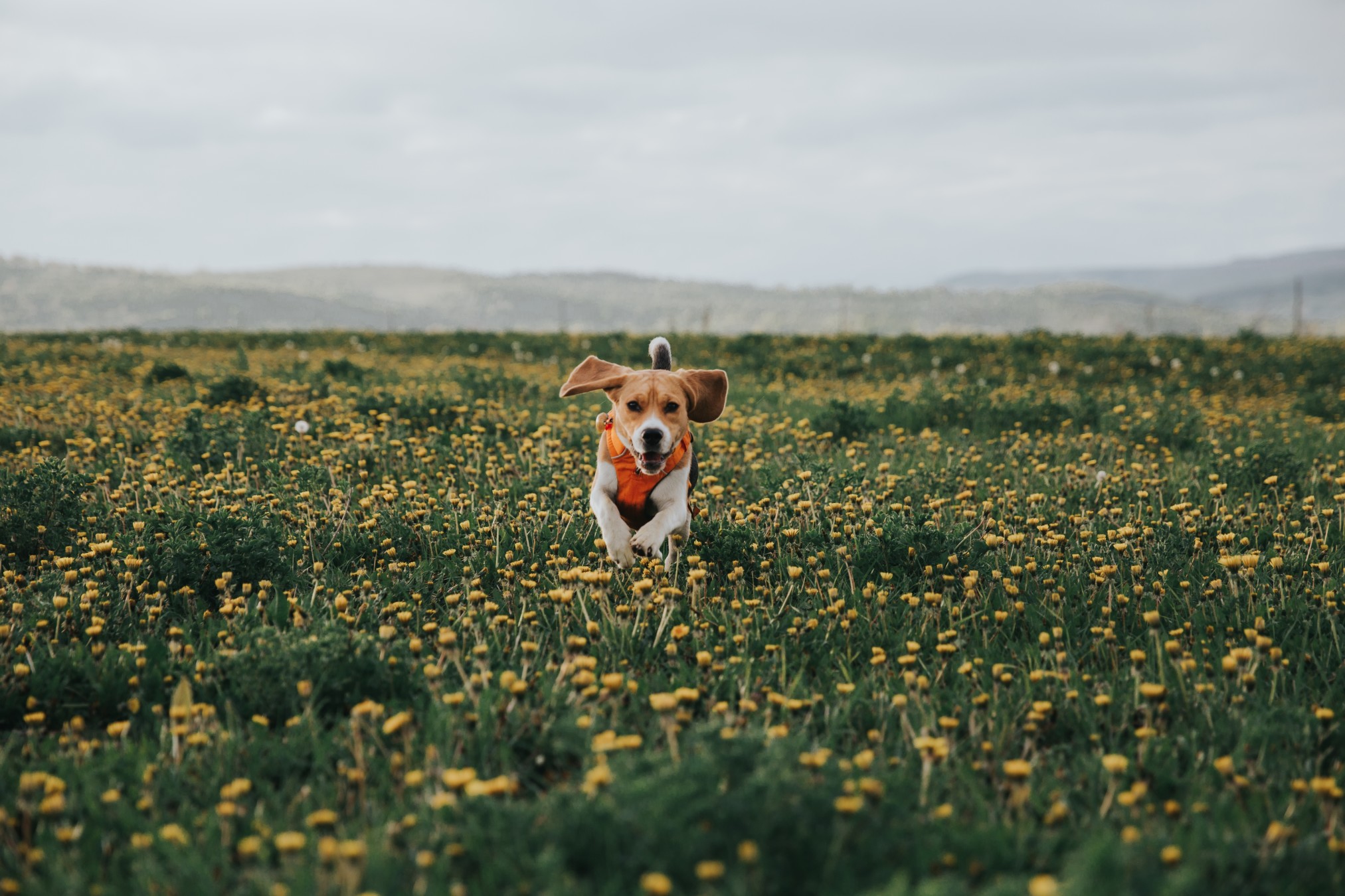 Fido Finder: A Texas Company Working Miracles for Family Pets
