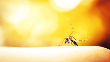 Have Genetically Modified Mosquitos Approved for Release in Texas?