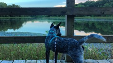 Swamps in Texas? Book it to the Blue Elbow Swamp