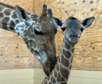 Abilene Zoo Adds Three New Giraffe Calves for Christmas