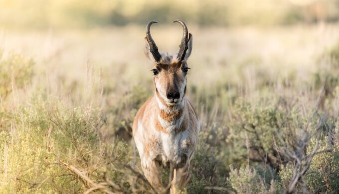 A Case of Mistaken Identity: What is a Pronghorn Exactly?