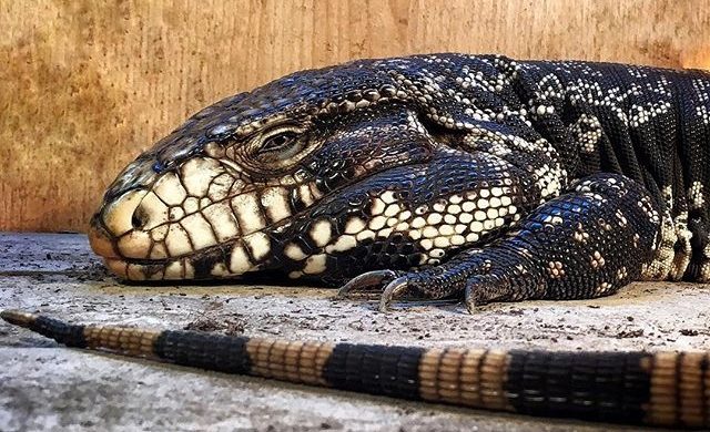 Black and White Tegu Lizards are Invading the Lone Star State