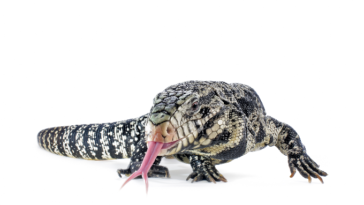 Black and White Tegu Lizards are Invading the Lone Star State